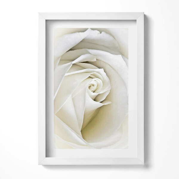 Keretezett kép Fehér rózsa közelről
