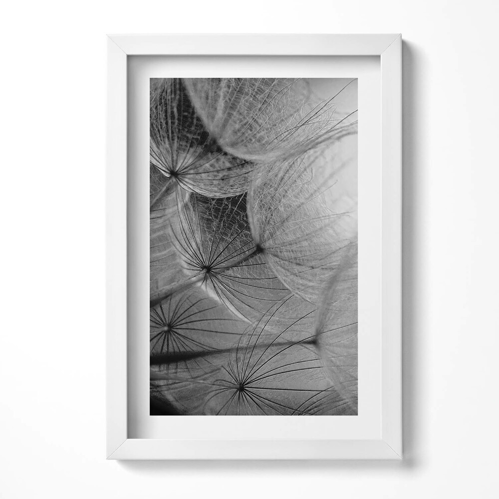 Keretezett kép Pókháló-szerű dandelion magok