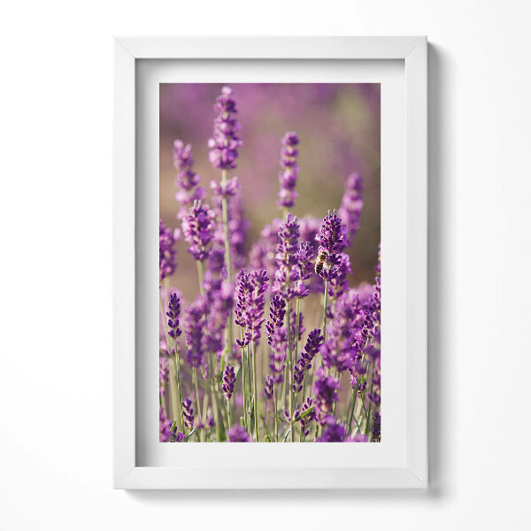 Keretezett kép Levendula mező virágai