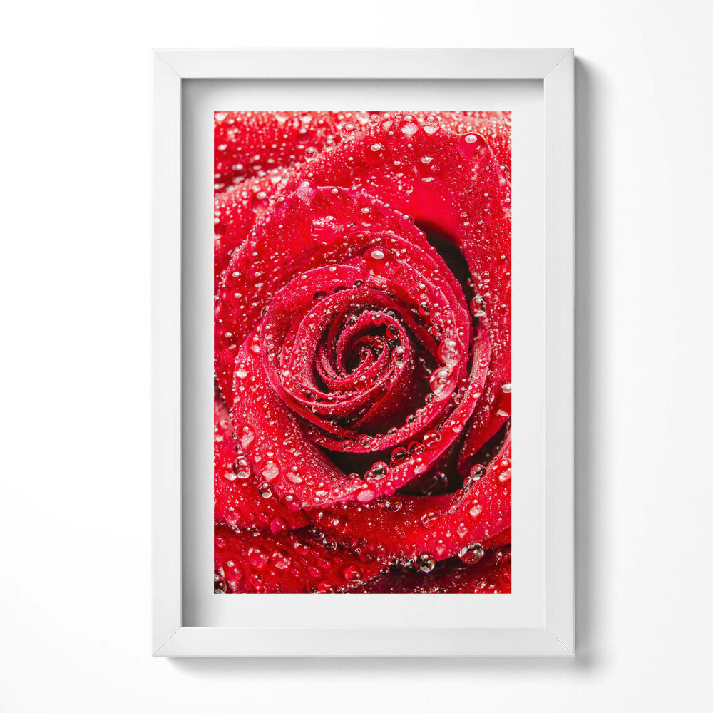 Keretezett kép Vizes vörös rózsa