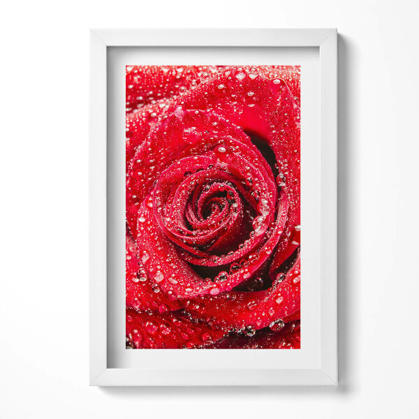 Keretezett kép Vizes vörös rózsa