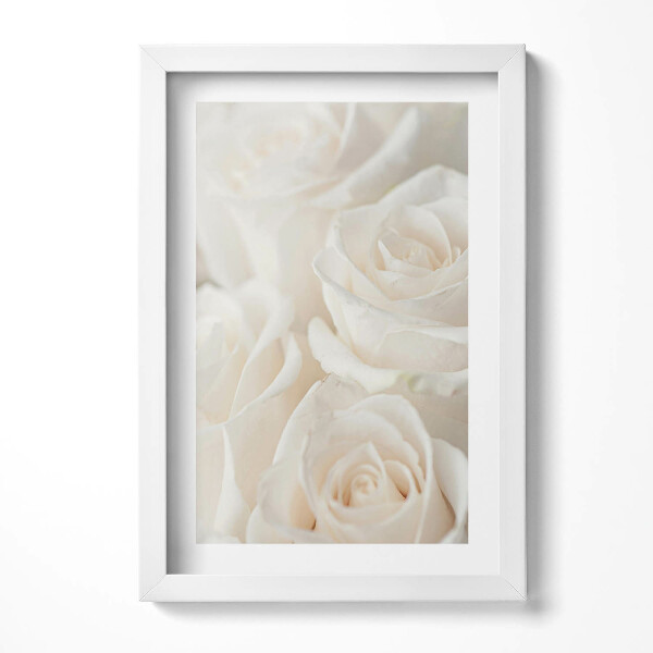 Keretezett kép Fehér rózsák közelről
