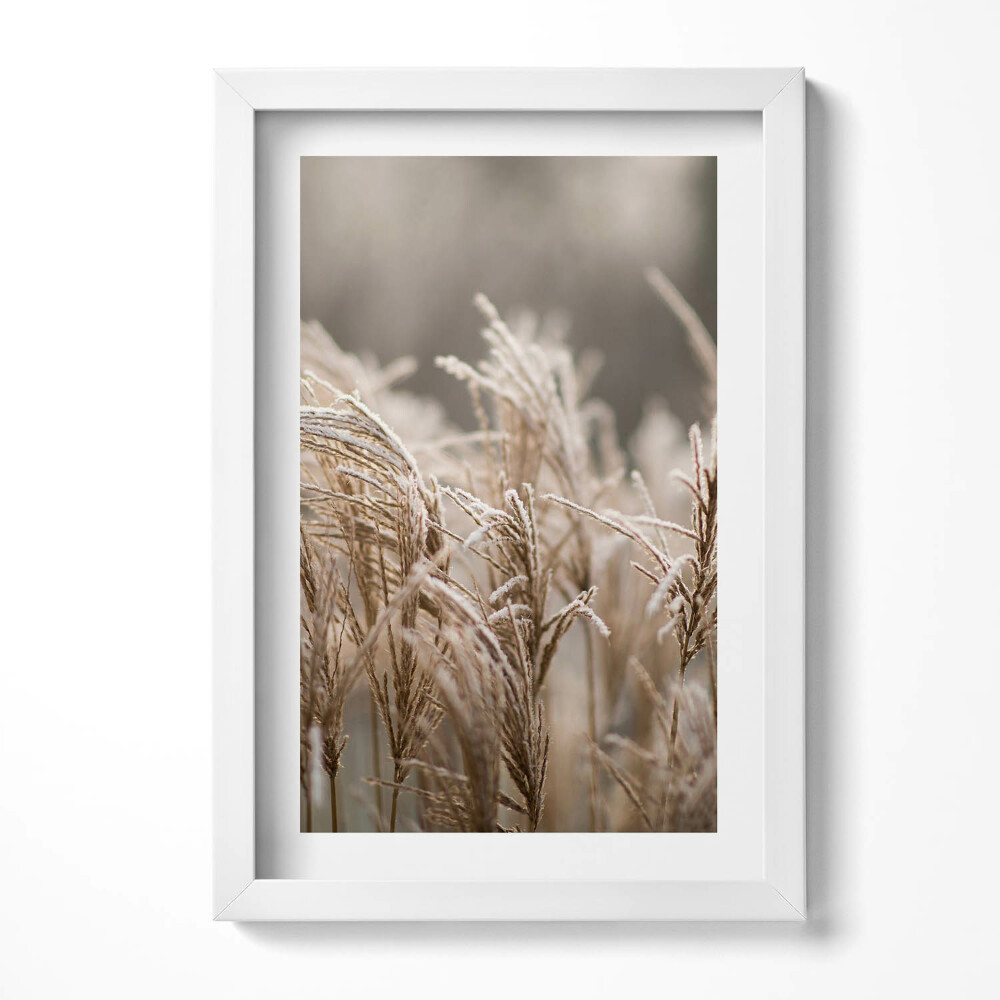 Keretezett kép Fagyott fűszálak természetes táj