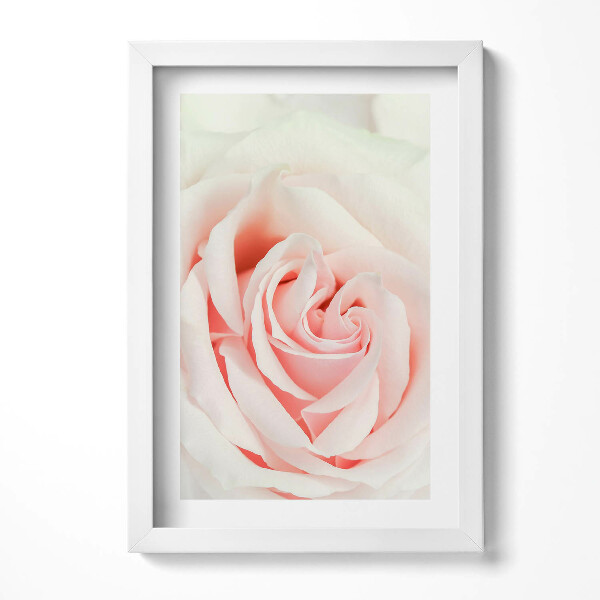 Keretezett kép Rózsaszín rózsa közelképe