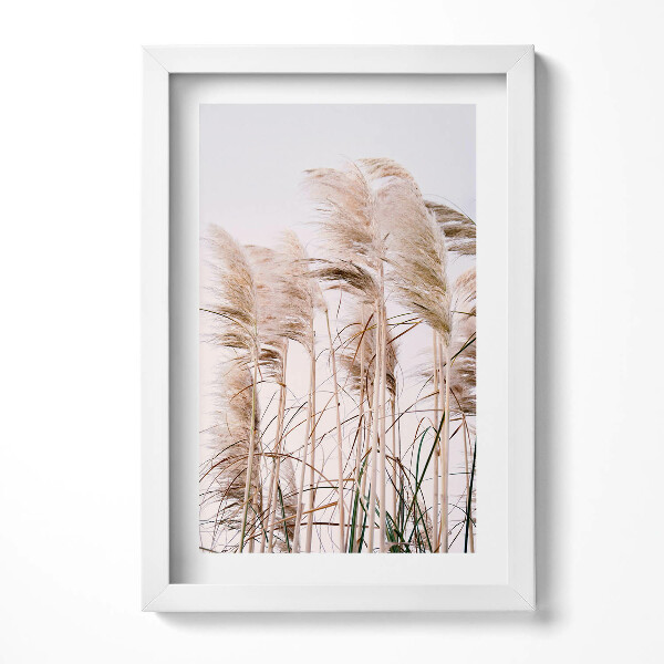 Keretezett kép Pampafű csokrok fehér háttérrel