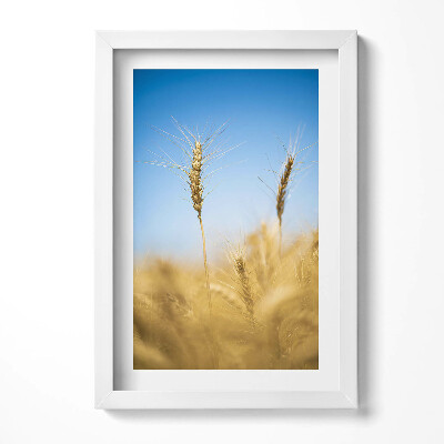 Keretezett kép Aranysárga búzaföld kék ég