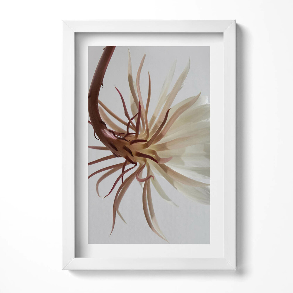 Keretezett kép Fehér virág hosszú szirmokkal