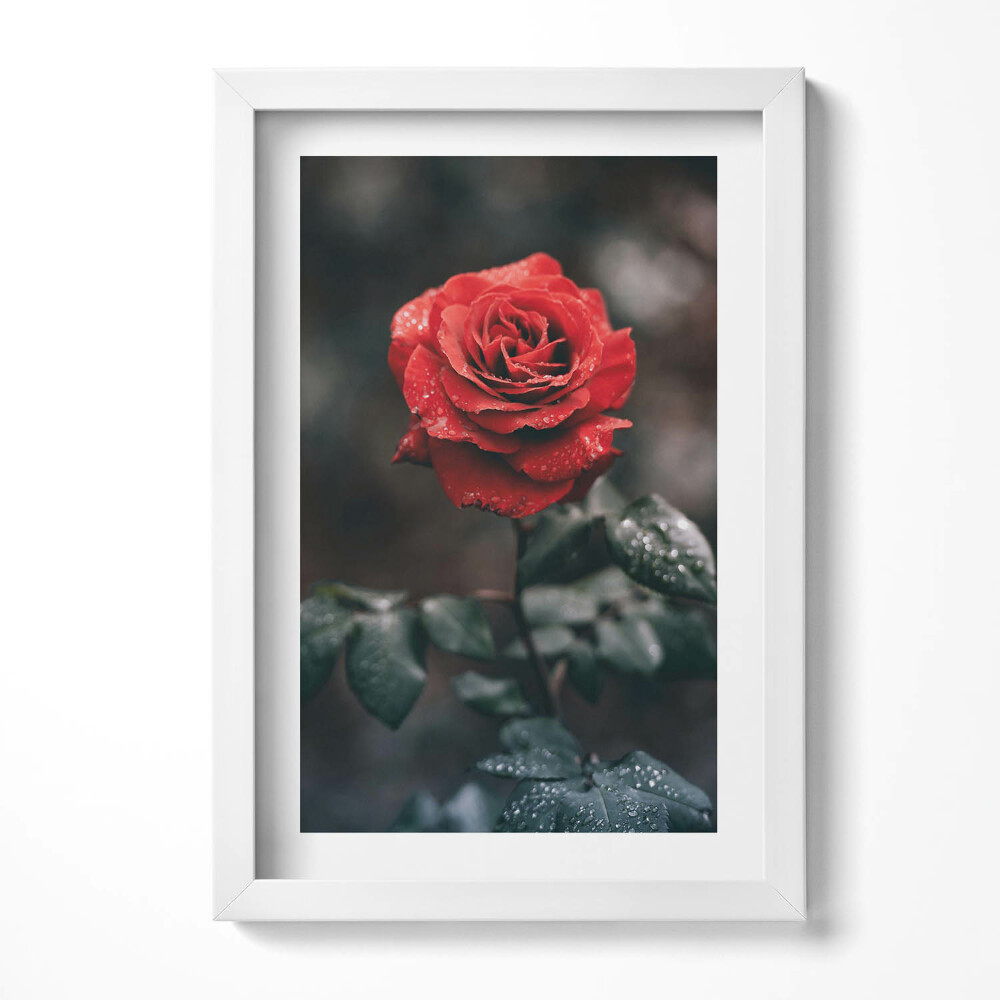 Keretezett kép Vörös rózsa esőcseppekkel