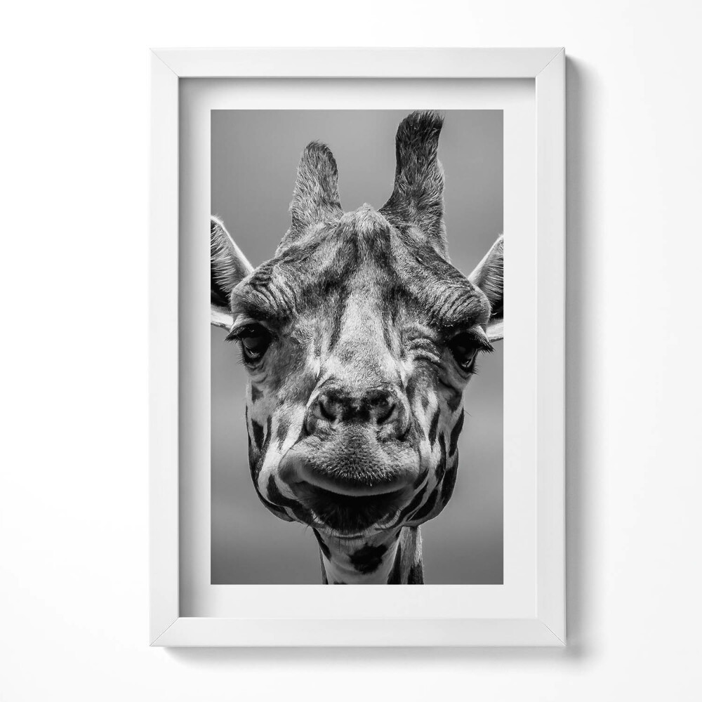 Keretezett kép Giraffe portré fekete-fehérben