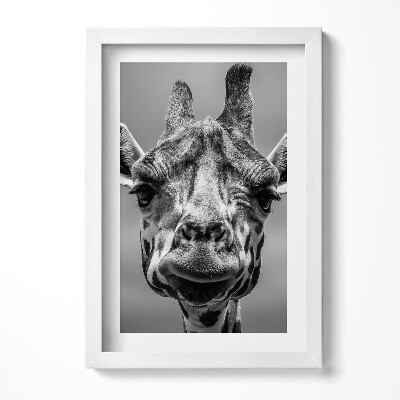 Keretezett kép Giraffe portré fekete-fehérben