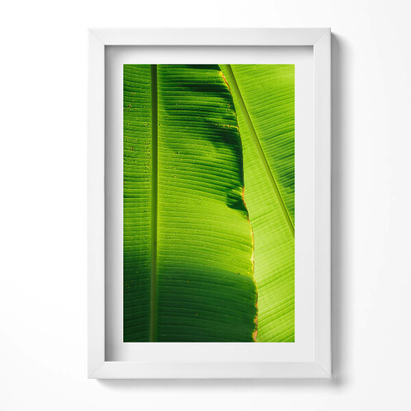 Keretezett kép Zöld banánlevél részlete