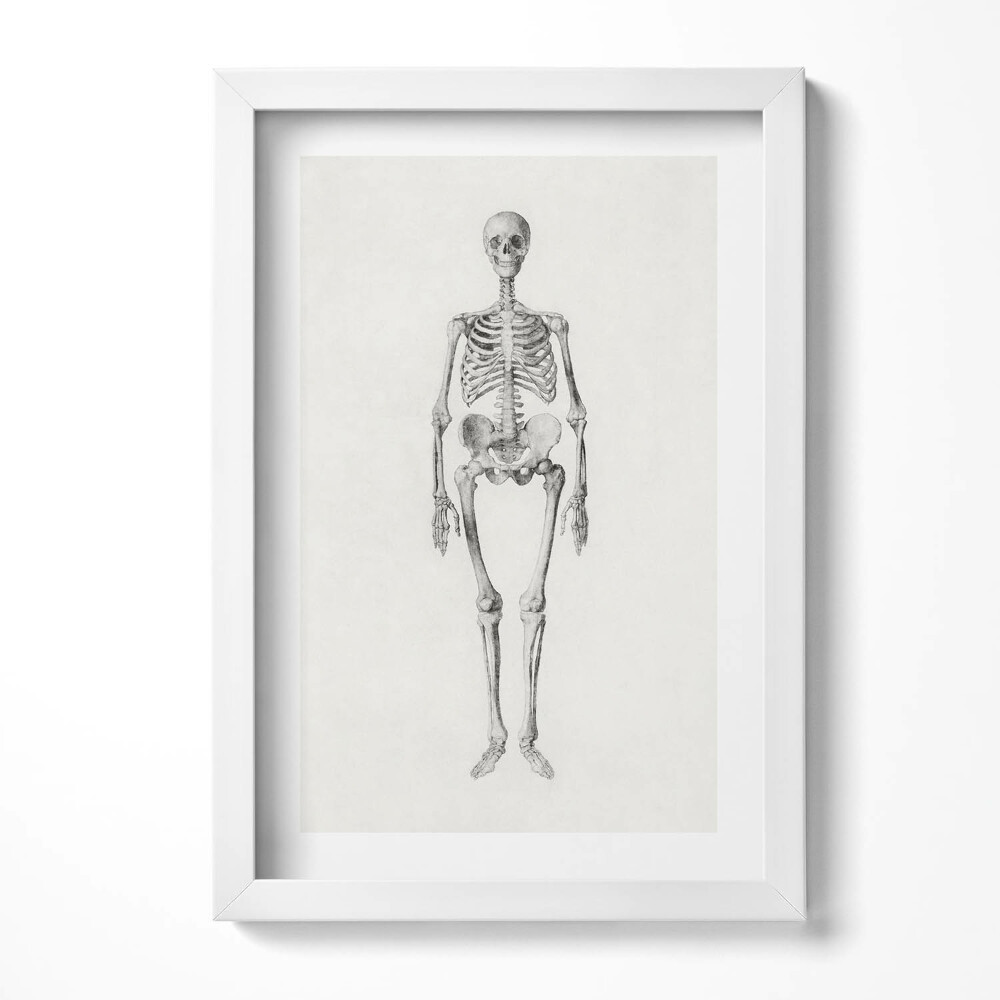Keretezett kép Emberi csontváz részletes ábrázolása