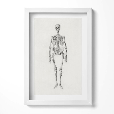 Keretezett kép Emberi csontváz részletes ábrázolása