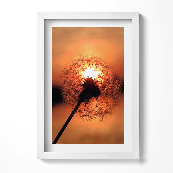 Keretezett kép Naplemente egy pitypang mögött