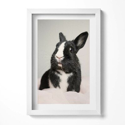 Keretezett kép Fekete-fehér nyúl portréja