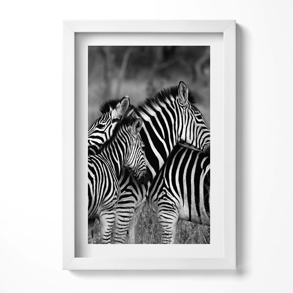 Keretezett kép Zebrák fekete-fehér csíkokkal
