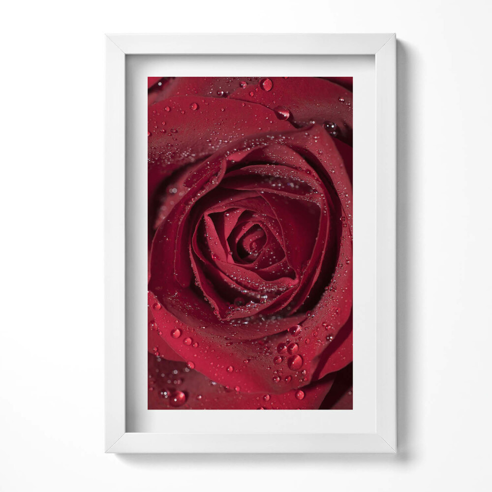 Keretezett kép Vörös rózsa cseppekkel