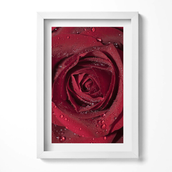 Keretezett kép Vörös rózsa cseppekkel
