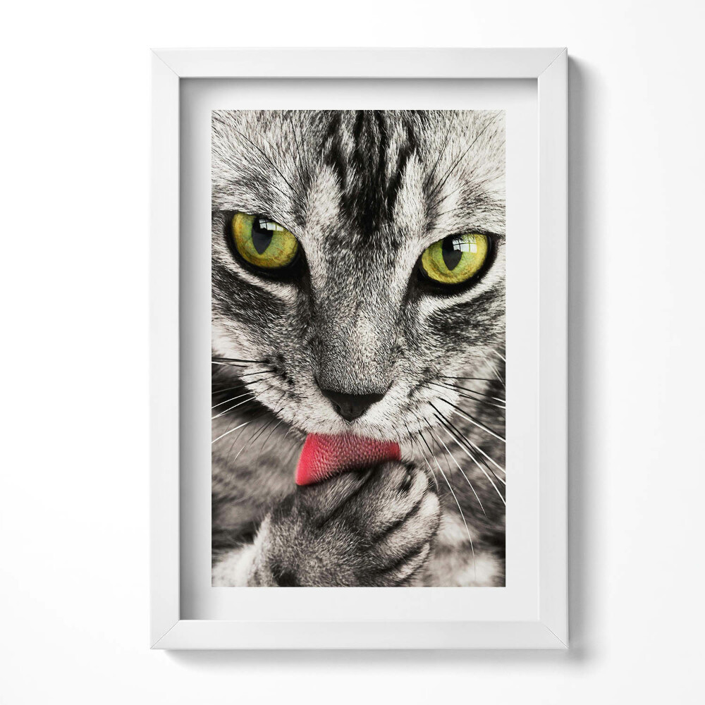 Keretezett kép Fekete-fehér macska zöld szemek