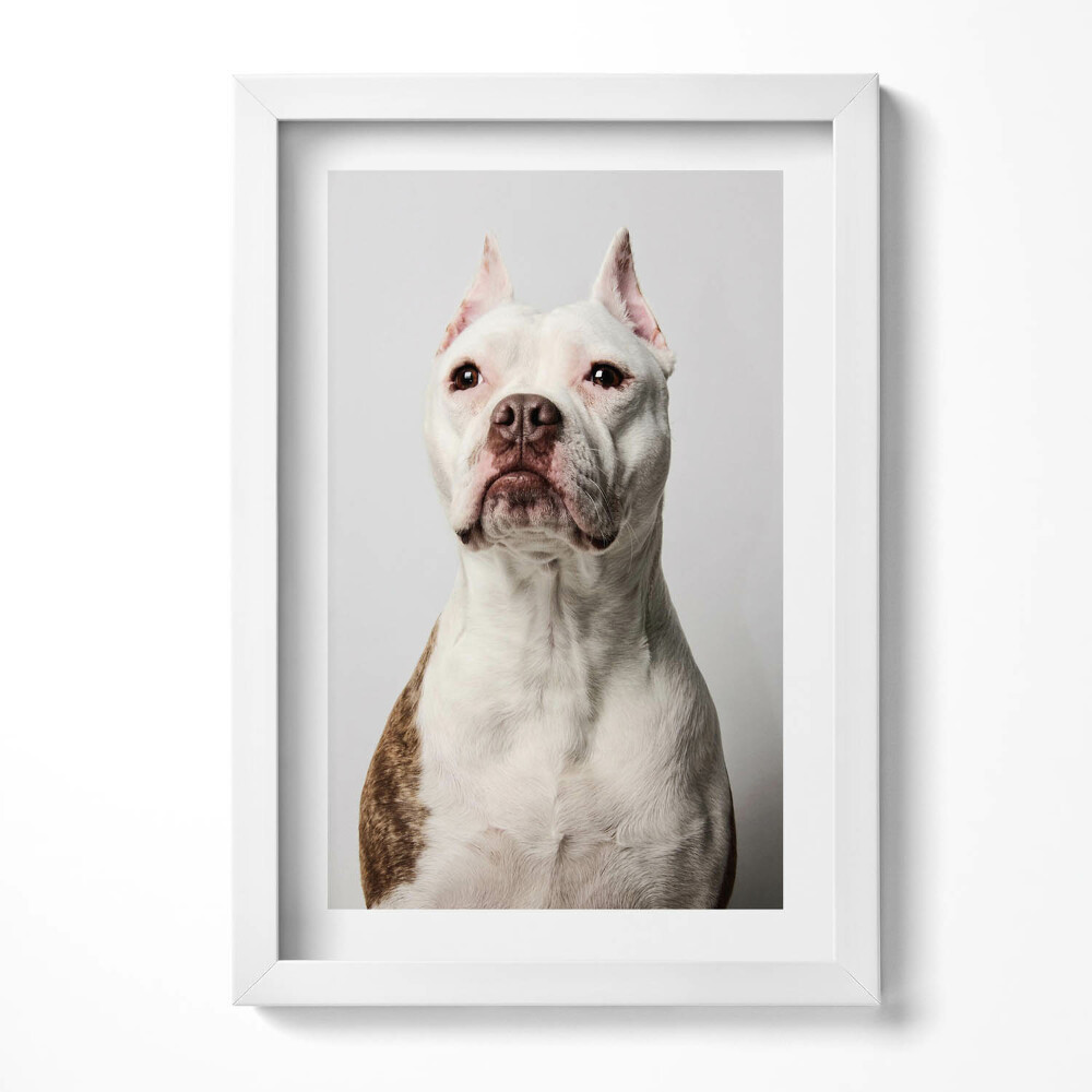 Keretezett kép Bekeretezett kutyafotó