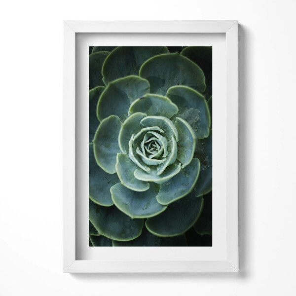 Keretezett kép Zöld szukkulens virág