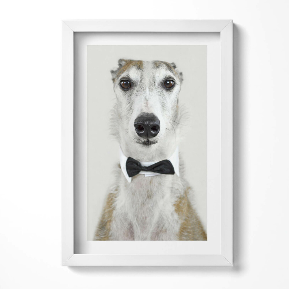 Keretezett kép Elegáns kutya fekete nyakkendőben