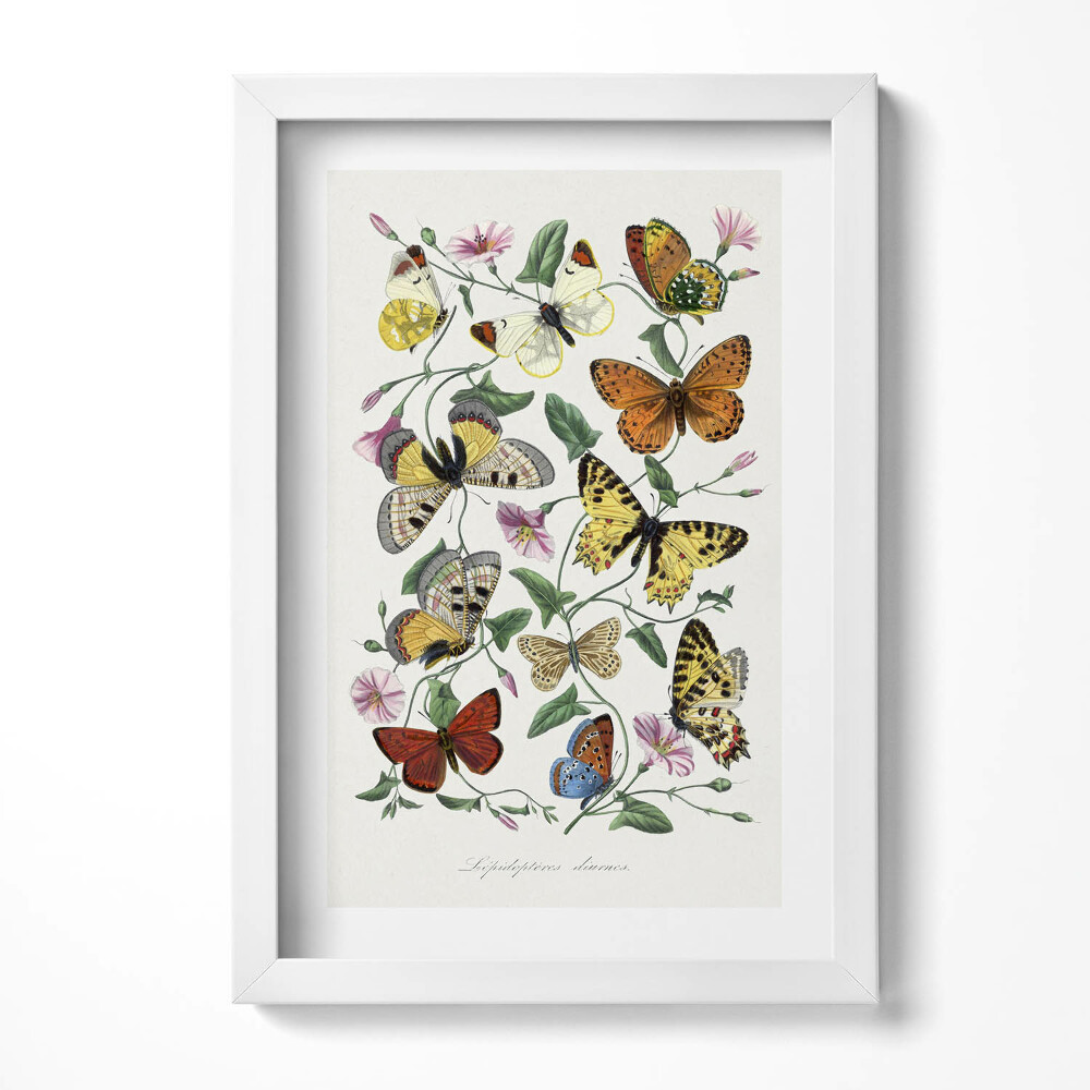 Keretezett kép Színes pillangók és virágok