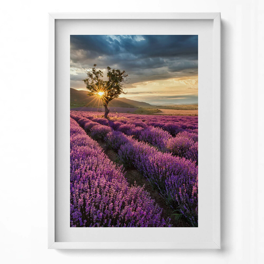Függőleges kép keretben Levendulamező naplementében