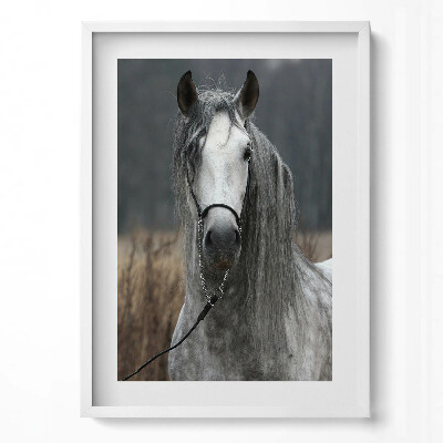 Függőleges kép keretben Szürke ló portréja