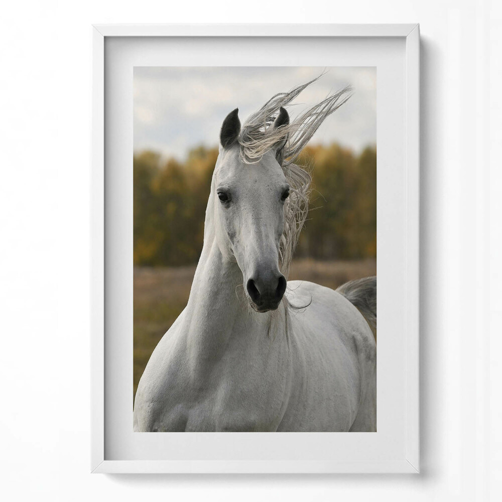 Függőleges kép keretben Fehér ló portréja