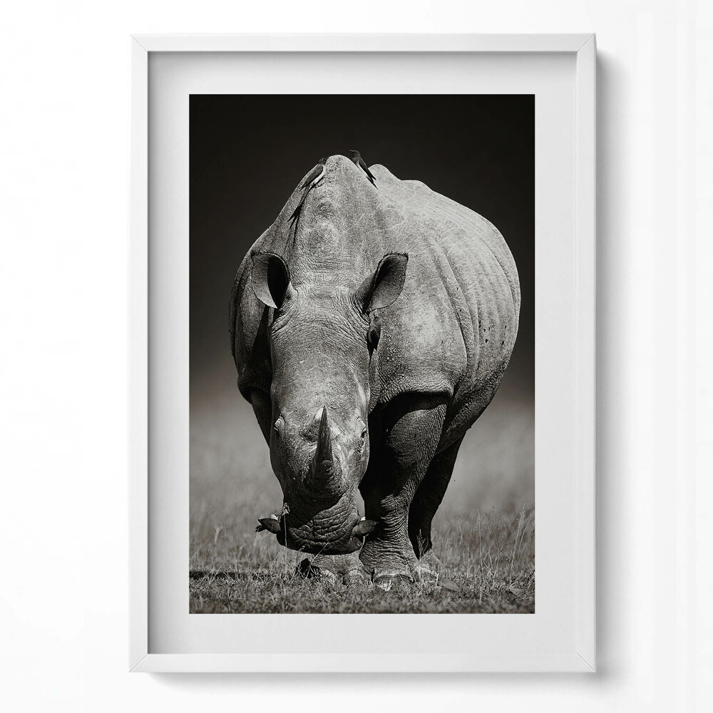 Függőleges kép keretben Egy orrszarvú fekete-fehér festménye