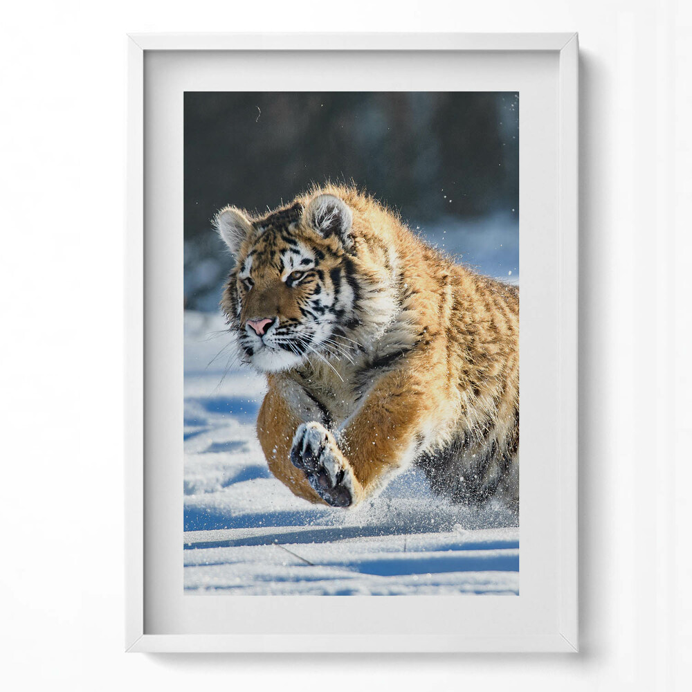 Függőleges kép keretben Futó tigris a hóban