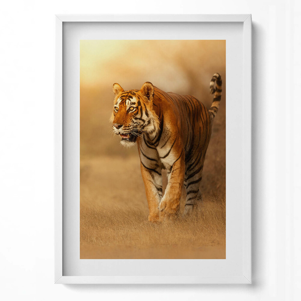 Függőleges kép keretben Tigris a fűben