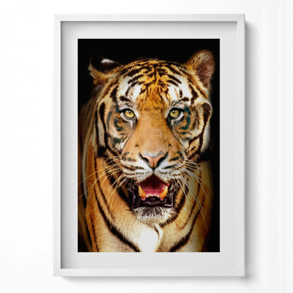 Függőleges kép keretben Tigris arca intenzív tekintet