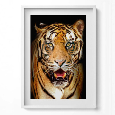 Függőleges kép keretben Tigris arca intenzív tekintet