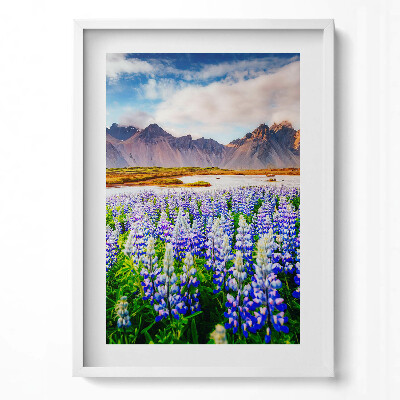 Függőleges kép keretben Lupinok virágzó mezője hegyekkel