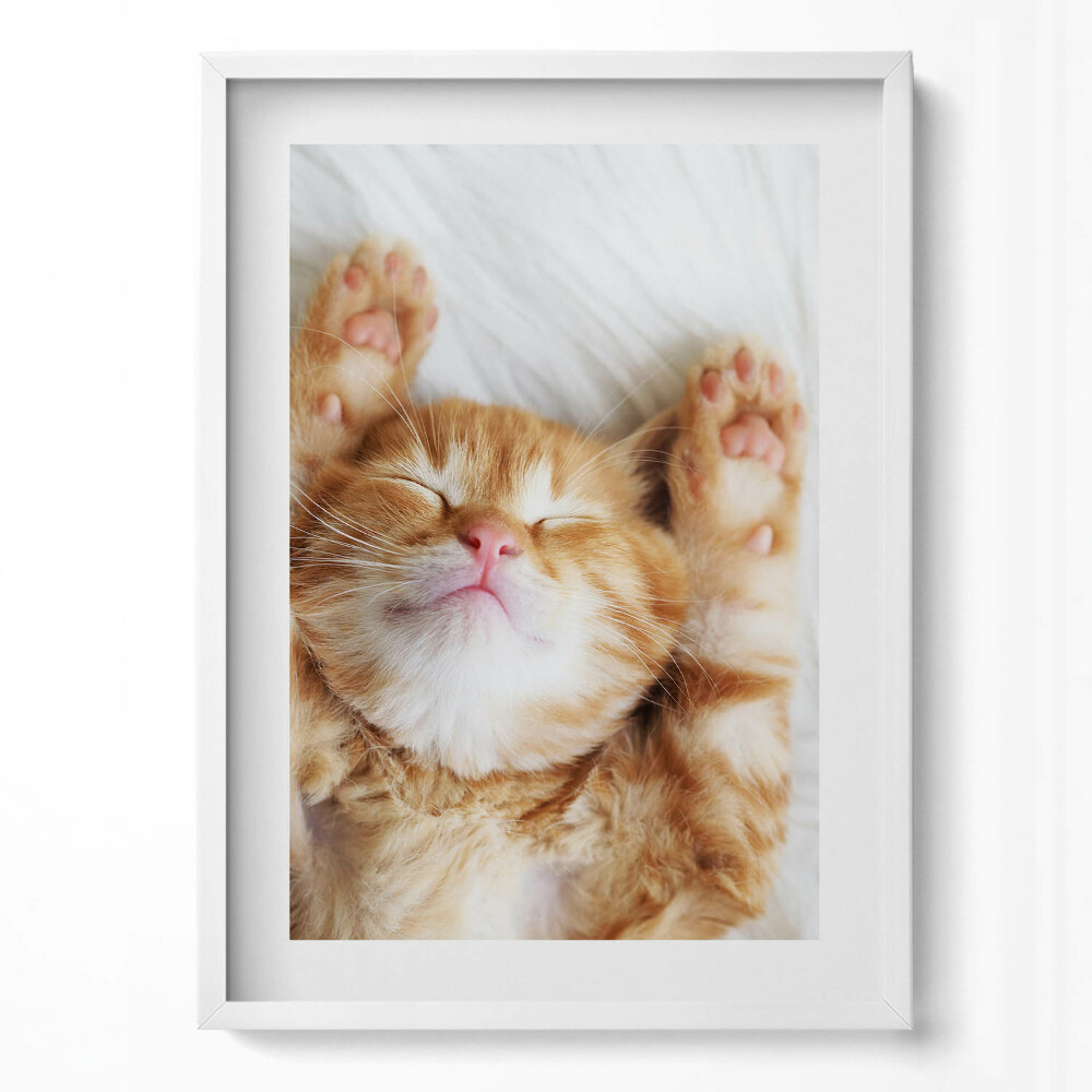 Függőleges kép keretben Alvó boldog macska