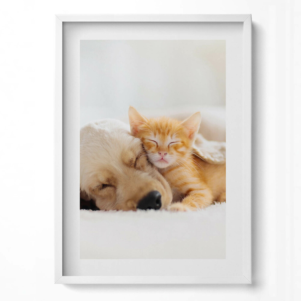 Függőleges kép keretben Kutyus és cica együtt alszanak