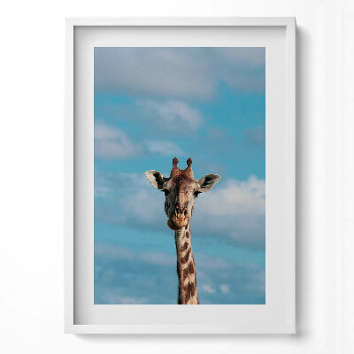 Függőleges kép keretben Zsiráf arcképe kék háttérrel