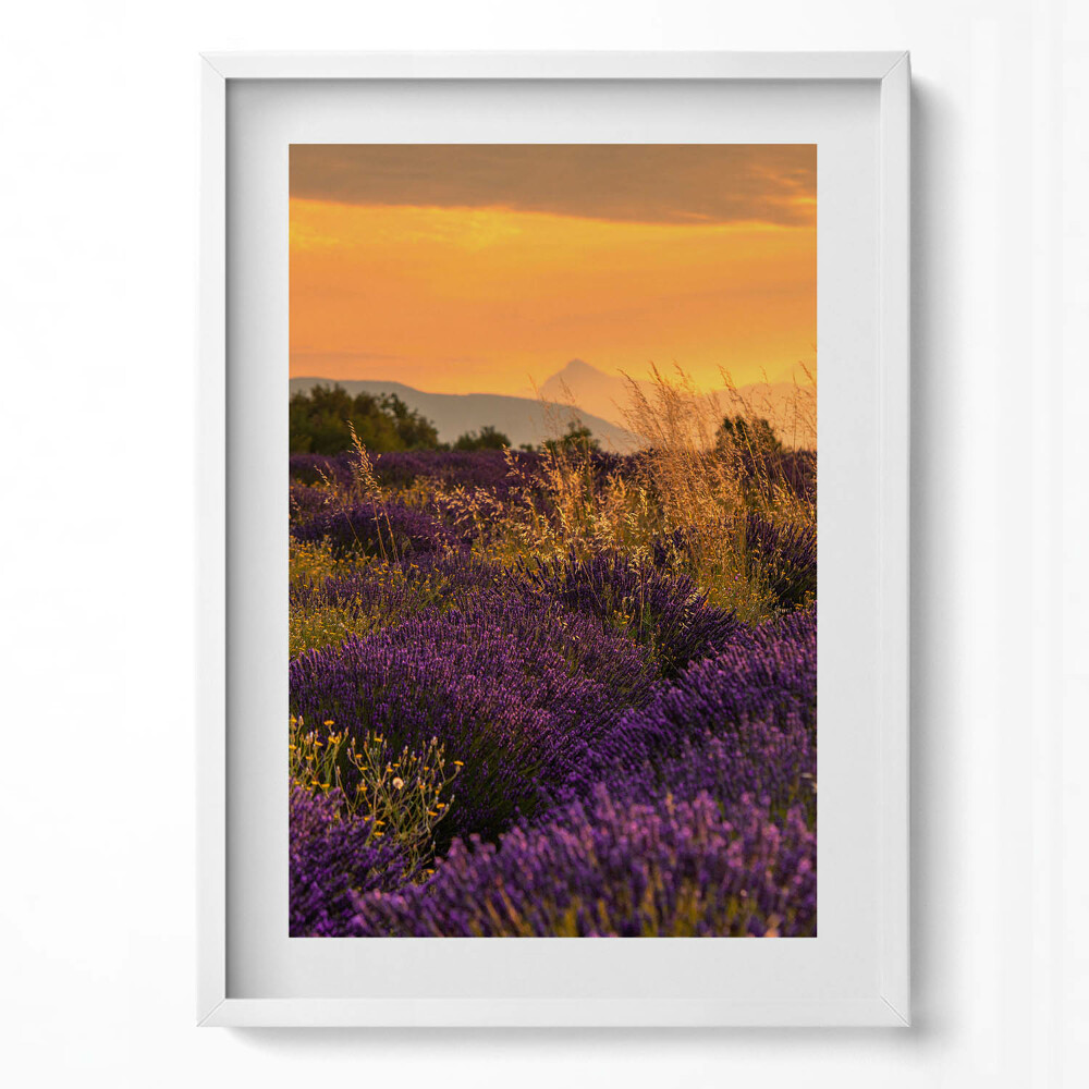Függőleges kép keretben Levendulamező naplementében