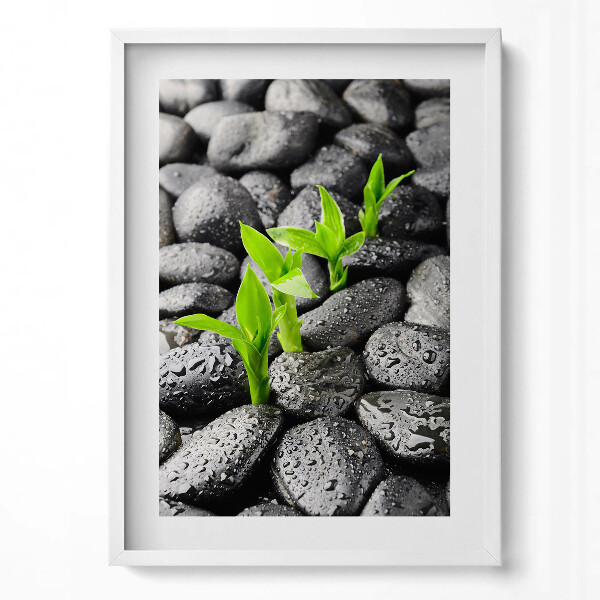 Függőleges kép keretben Zöld hajtások fekete köveken