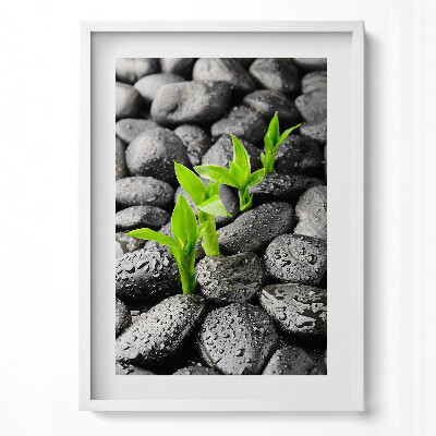 Függőleges kép keretben Zöld hajtások fekete köveken