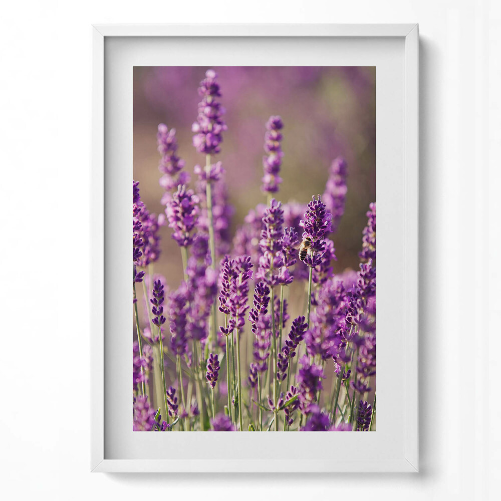 Függőleges kép keretben Levendula mező virágai