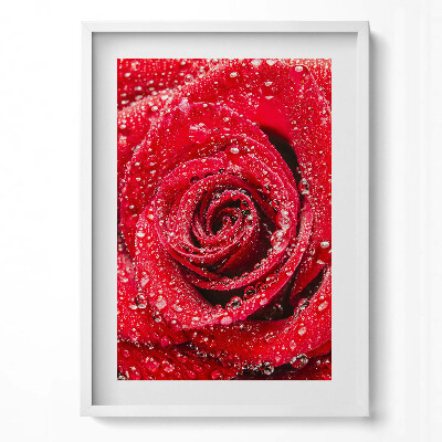 Függőleges kép keretben Vizes vörös rózsa
