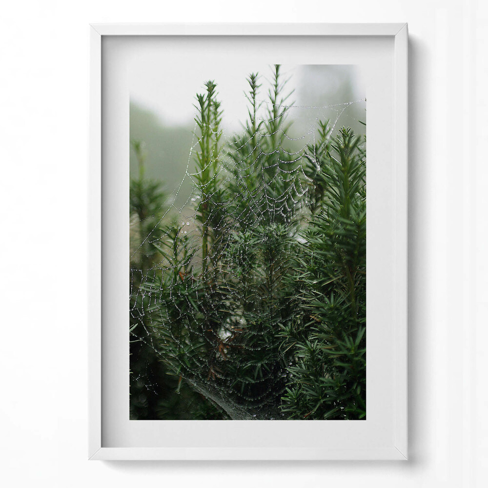 Függőleges kép keretben Pókháló zöld növényeken