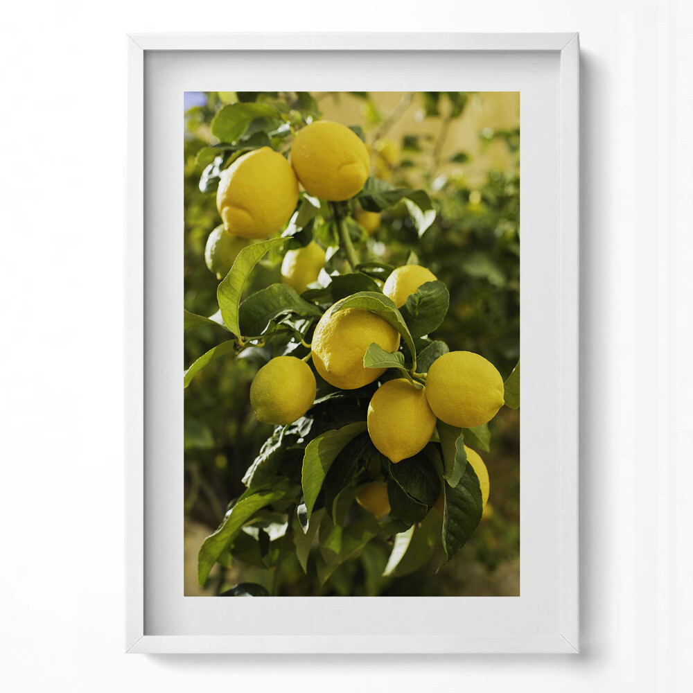 Függőleges kép keretben Szicíliai érett citrom