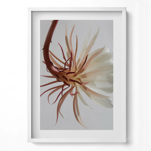 Függőleges kép keretben Fehér virág hosszú szirmokkal