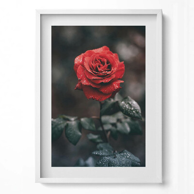 Függőleges kép keretben Vörös rózsa esőcseppekkel