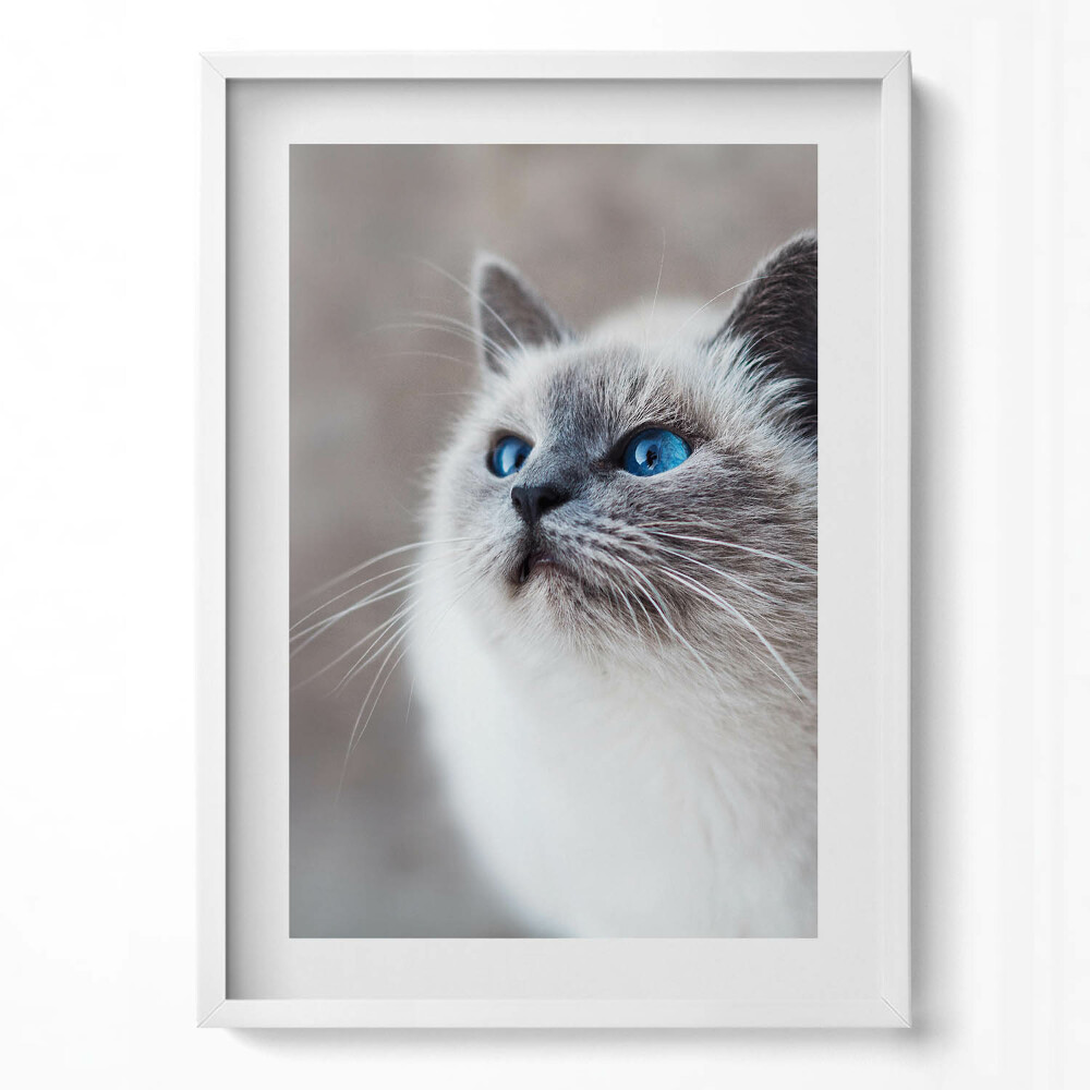 Függőleges kép keretben Kék szemű macska portréja