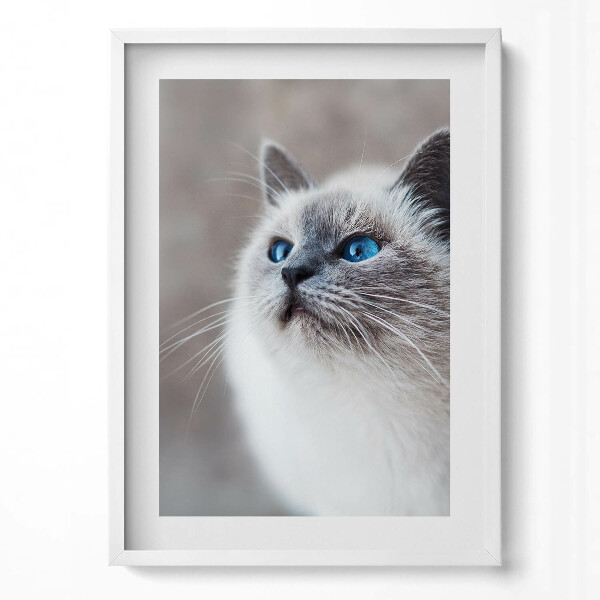 Függőleges kép keretben Kék szemű macska portréja